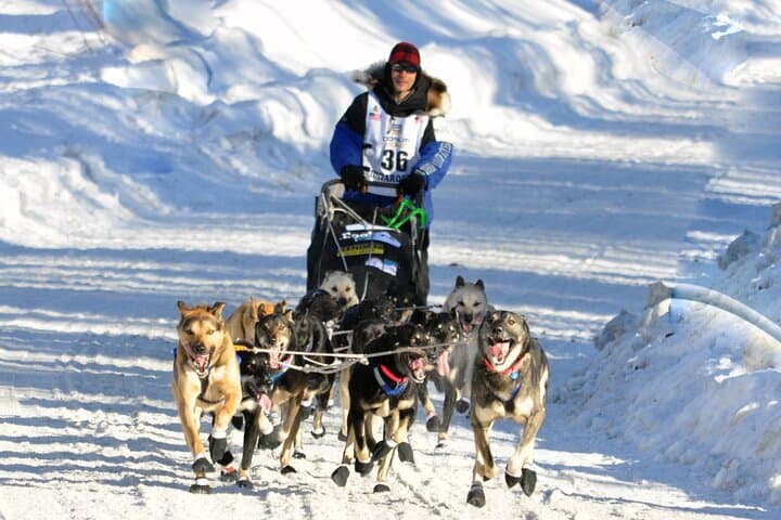 Dog Sledding with Alaskan Huskies — Iditarod Training Trails near Denali