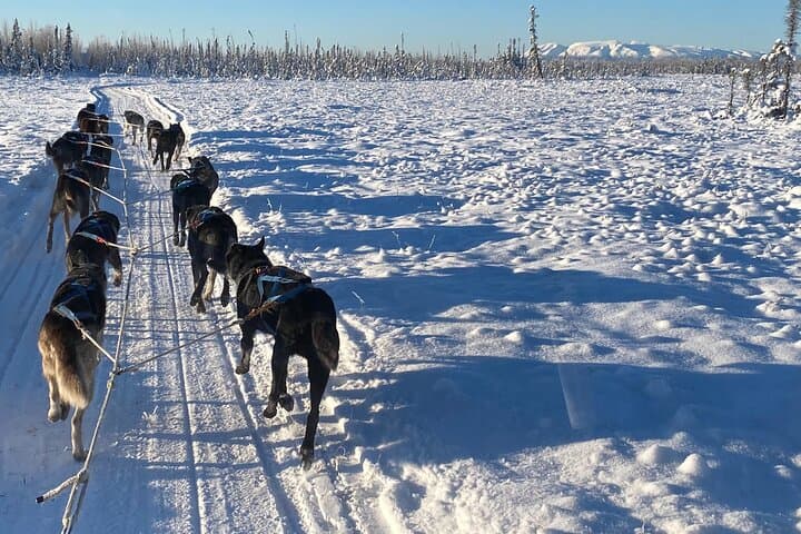 Dog Sledding with Alaskan Huskies — Iditarod Training Trails near Denali photo 2