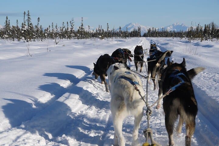 Dog Sledding with Alaskan Huskies — Iditarod Training Trails near Denali photo 4