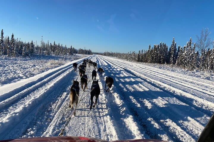 Dog Sledding with Alaskan Huskies — Iditarod Training Trails near Denali photo 5