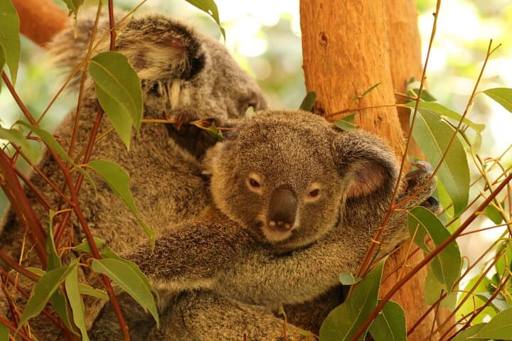 Hartley's Crocodile Park to Kuranda: Skyrail, Scenic Train & Port Douglas Sunset photo 2