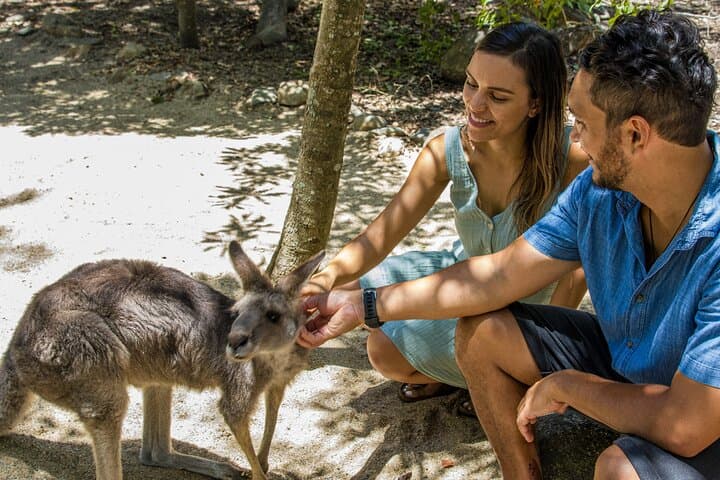 Hartley's Crocodile Park to Kuranda: Skyrail, Scenic Train & Port Douglas Sunset photo 6