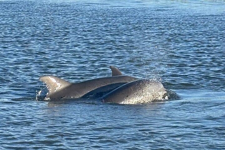Private Folly Beach Dolphin Watching & Morris Island Shelling Tour photo 2