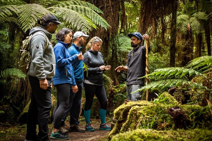 Whirinaki Forest Footsteps: Māori Guided Rainforest Walk, Picnic & Transfer from Rotorua photo 5