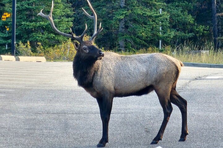 Private Full-Day Banff and Yoho National Parks Sightseeing Tour photo 3