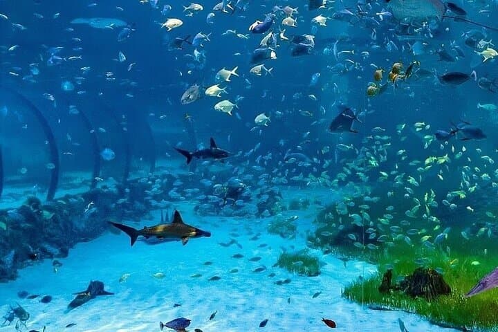 Ferrari World and The National Aquarium Abu Dhabi — Tickets & One-Day Guide photo 4