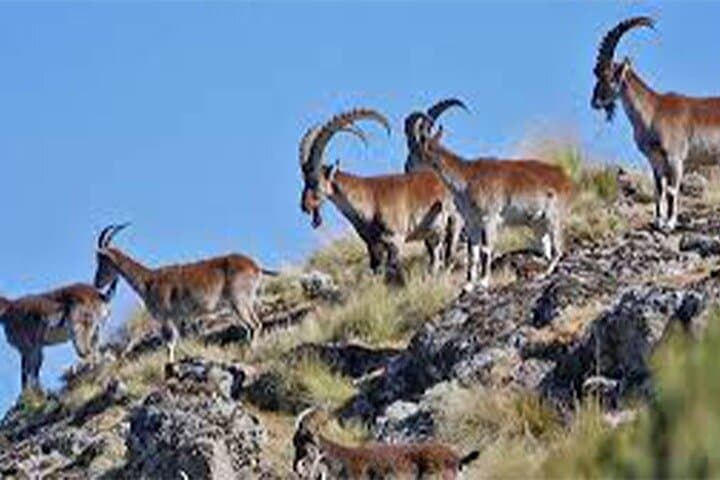 4-Day Simien Mountains Trek: Walia Ibex, Geladas & High-Altitude Views photo 2