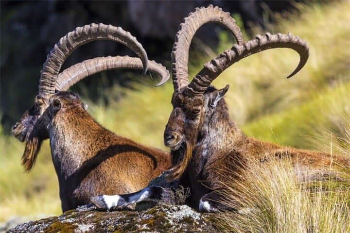 4-Day Simien Mountains Trek: Walia Ibex, Geladas & High-Altitude Views photo 3