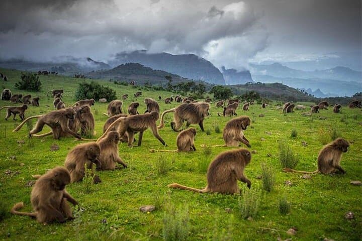 4-Day Simien Mountains Trek: Walia Ibex, Geladas & High-Altitude Views photo 5