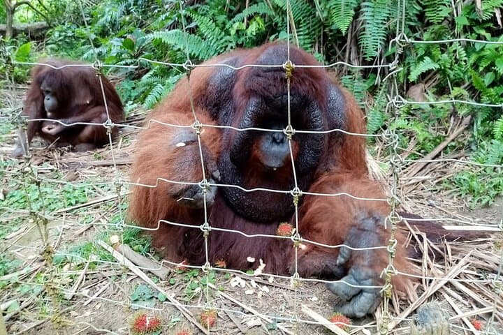 Orang Utan Sanctuary at Bukit Merah & Ipoh Old Town Guided Day Tour photo 6