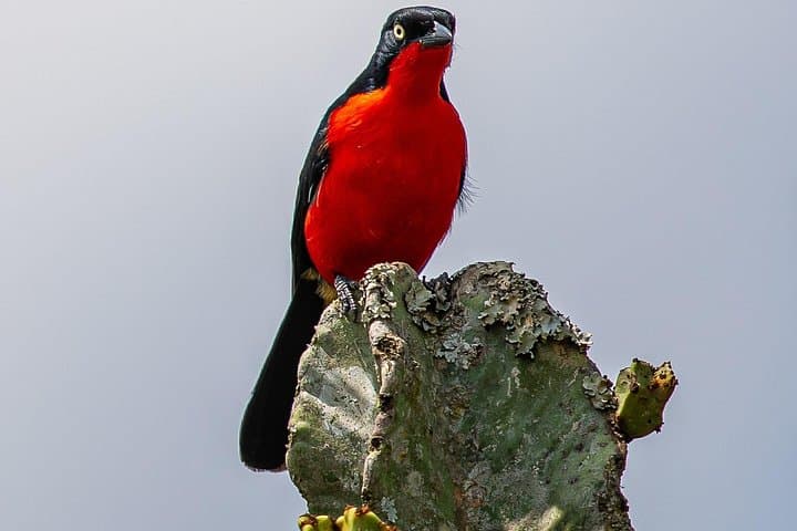 7-Day Uganda Birding & Wildlife Tour — Shoebill, Bwindi Gorillas & Queen Elizabeth
