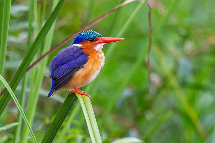 7-Day Uganda Birding & Wildlife Tour — Shoebill, Bwindi Gorillas & Queen Elizabeth photo 2