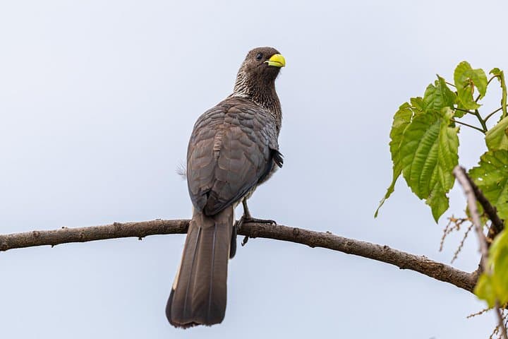 7-Day Uganda Birding & Wildlife Tour — Shoebill, Bwindi Gorillas & Queen Elizabeth photo 3