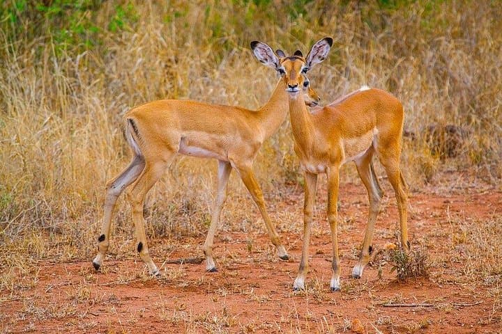 3-Day Private Safari to Tsavo West and Mzima Springs from Mombasa photo 1