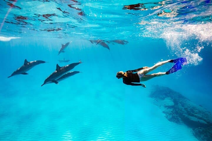 Swim with Dolphins in Sharm El Sheikh: 30-Minute Red Sea Encounter with Transfer photo 3
