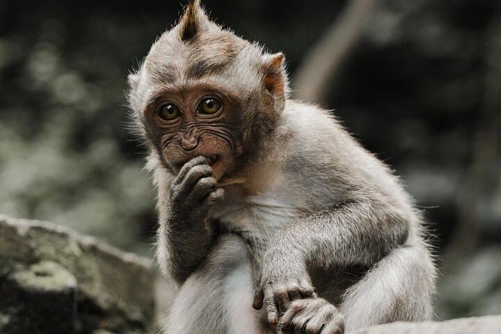 ubud-bali-swing-monkey-forest-and-waterfalls-full-day-tour photo 5