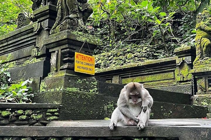 ubud-bali-swing-monkey-forest-and-waterfalls-full-day-tour photo 6