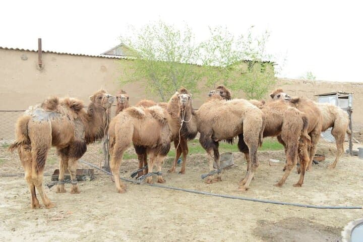 Aydarkul Yurt Camp: 2-Day Sunset Desert Stay from Samarkand to Bukhara photo 6