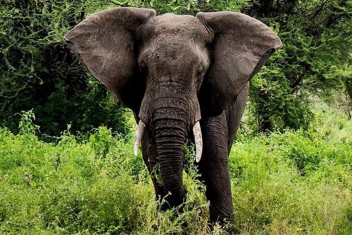 Two-Day Tarangire and Ngorongoro Crater Safari — Big Five Game Drives from Arusha photo 6