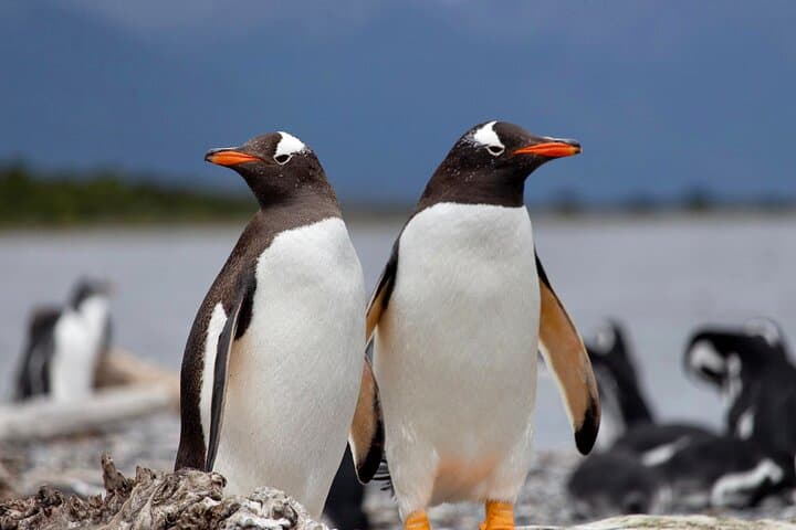 Penguin Watching & Centolla Route from Ushuaia — Zodiac Cruise to Isla Martillo