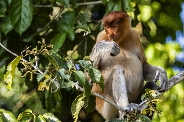 Kinabatangan River Wildlife Cruise: 3-Day River Safari from Sandakan