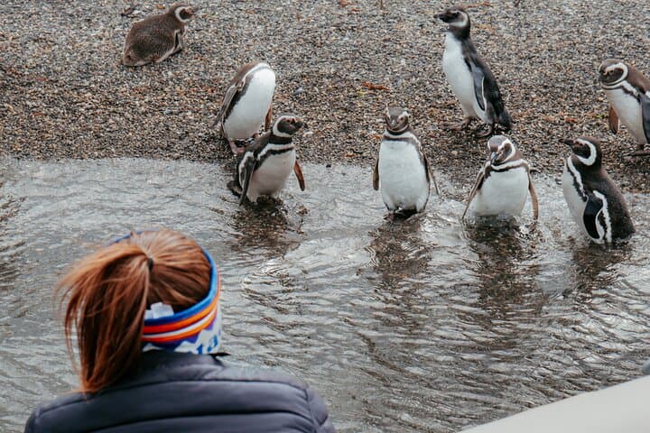 Penguin Watching & Centolla Route from Ushuaia — Zodiac Cruise to Isla Martillo photo 2