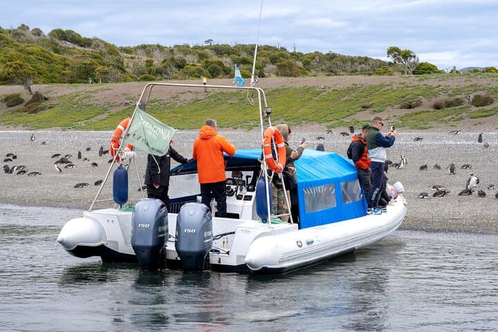 Penguin Watching & Centolla Route from Ushuaia — Zodiac Cruise to Isla Martillo photo 5