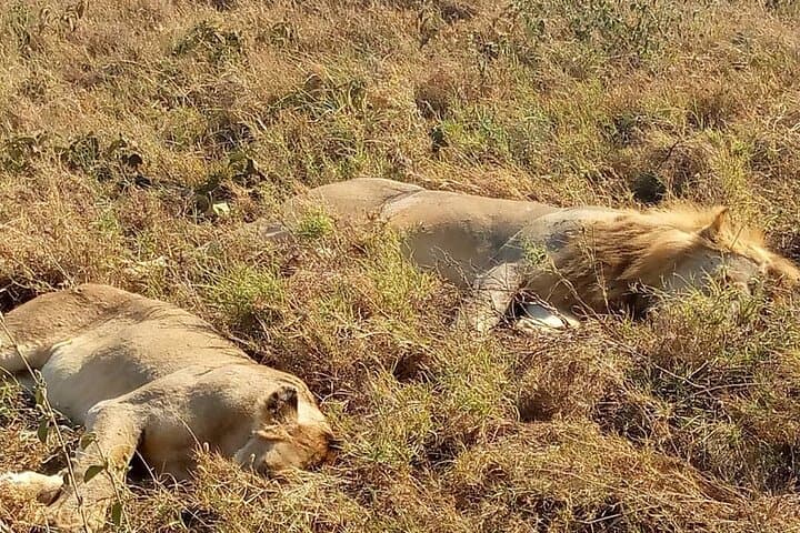 Ngorongoro Crater Day Trip: Full-Day Game Drive from Arusha photo 6