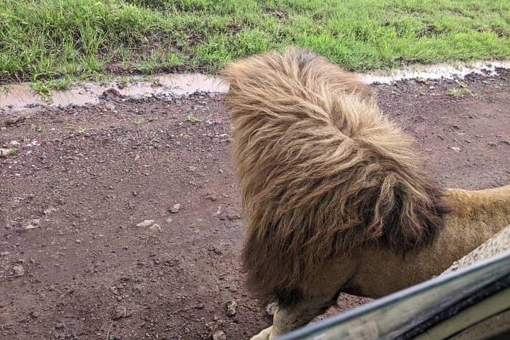 3-Day Serengeti and Ngorongoro Safari: Camping Game Drives from Arusha photo 4