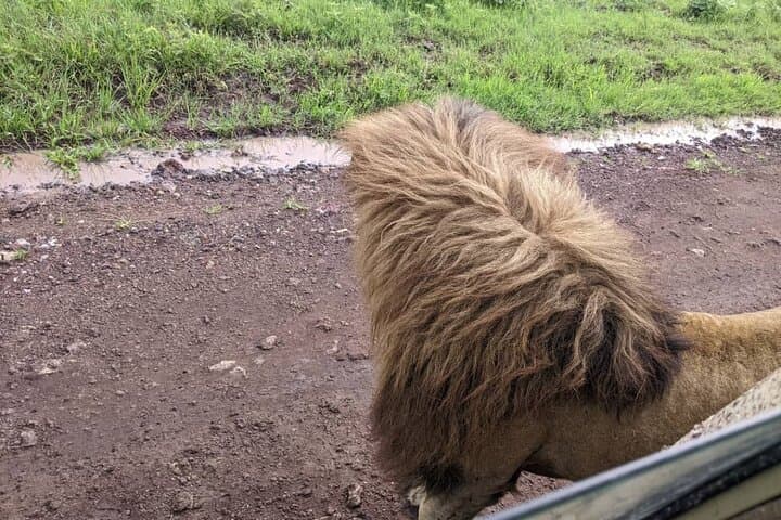 Full-Day Ngorongoro Crater Safari from Arusha: Big Five in a Living Caldera photo 5