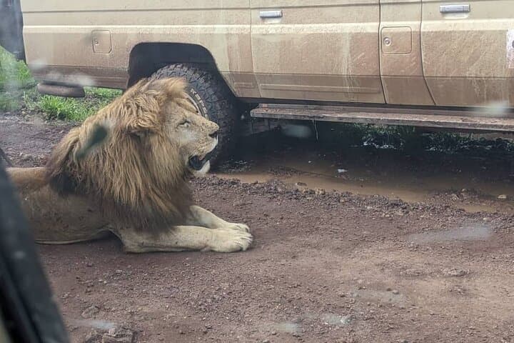 Full-Day Ngorongoro Crater Safari from Arusha: Big Five in a Living Caldera photo 4