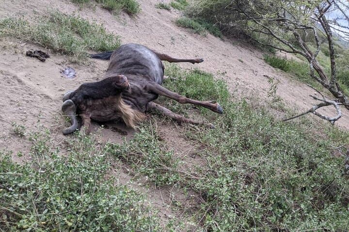 Full-Day Ngorongoro Crater Safari from Arusha: Big Five in a Living Caldera photo 6