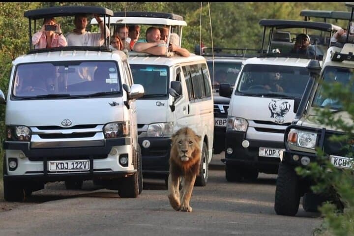 Maasai Mara Day Trip from Nairobi: One-Day Safari to See Big Five and Wildebeest