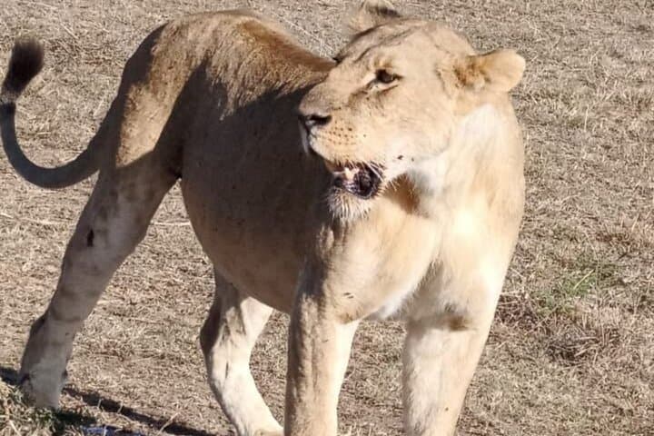 Maasai Mara Day Trip from Nairobi: One-Day Safari to See Big Five and Wildebeest photo 2