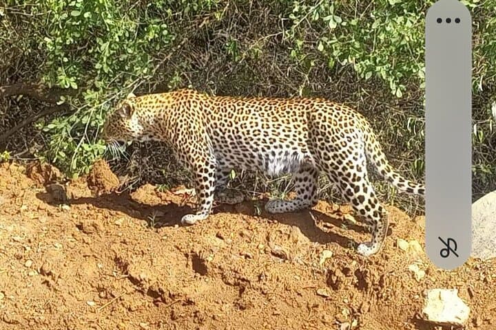 Maasai Mara Day Trip from Nairobi: One-Day Safari to See Big Five and Wildebeest photo 3