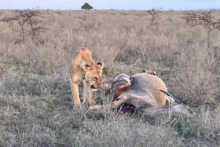Maasai Mara Day Trip from Nairobi: One-Day Safari to See Big Five and Wildebeest photo 4