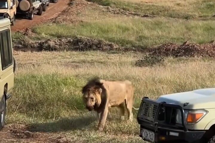 Maasai Mara Day Trip from Nairobi: One-Day Safari to See Big Five and Wildebeest photo 6