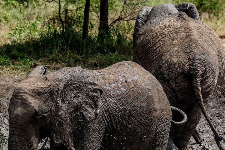 3-Day Tarangire, Ngorongoro & Manyara Shared Safari — Big Game in Three Days photo 2