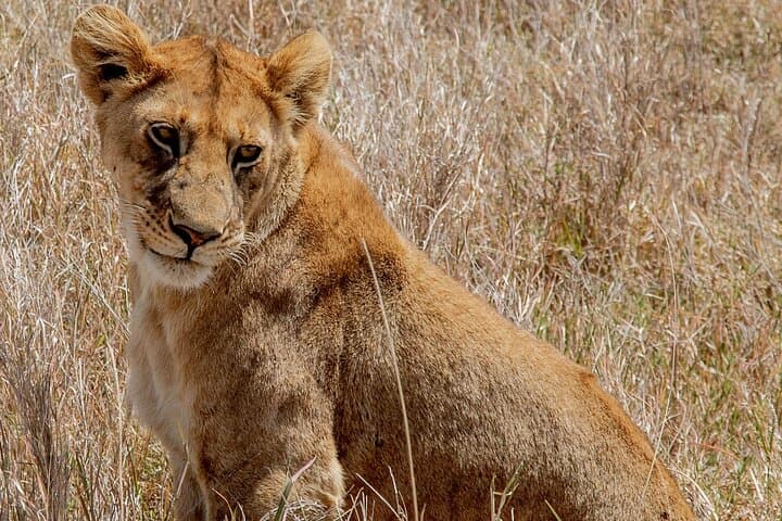 3-Day Tarangire, Ngorongoro & Manyara Shared Safari — Big Game in Three Days photo 3