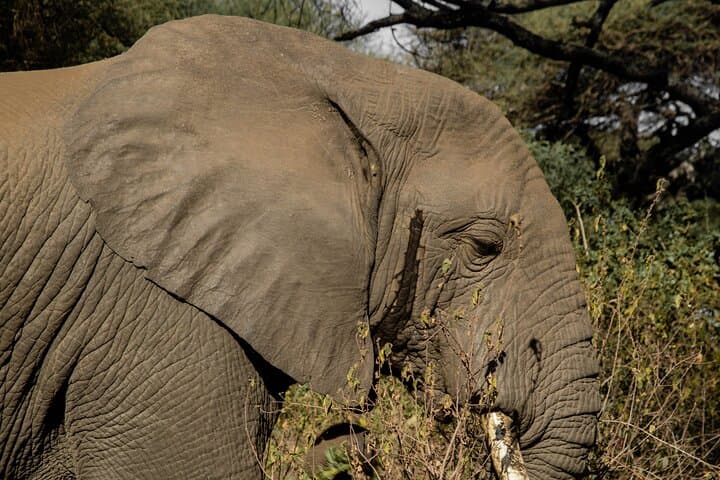 3-Day Tarangire, Ngorongoro & Manyara Shared Safari — Big Game in Three Days photo 4