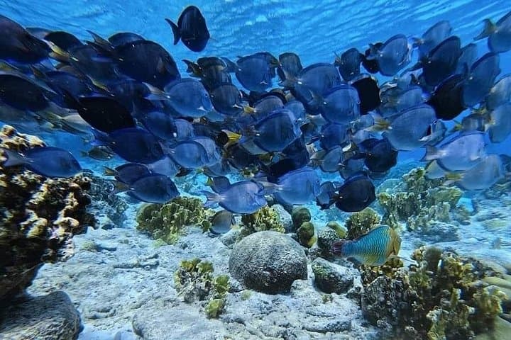 Bonaire Guided Snorkel: 3-Hour Underwater Adventure to See Turtles and Reefs photo 2
