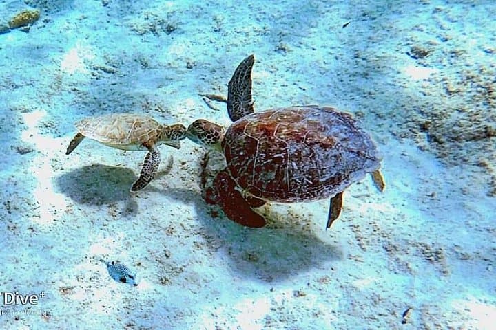 Bonaire Guided Snorkel: 3-Hour Underwater Adventure to See Turtles and Reefs photo 3