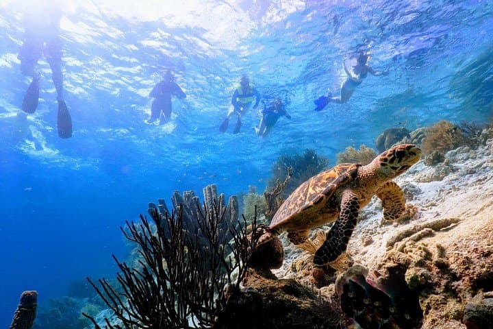 Bonaire Guided Snorkel: 3-Hour Underwater Adventure to See Turtles and Reefs photo 4