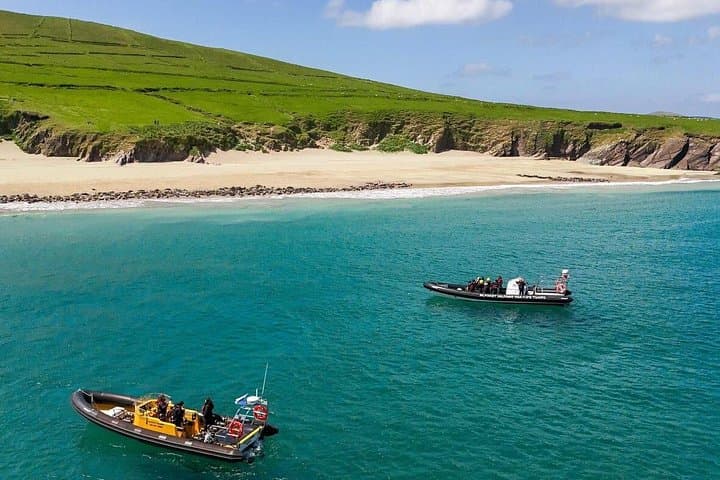 Blasket Island Sea Life RIB Tour: Dingle Bay Wildlife Cruise