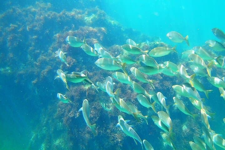 Berlengas Island Catamaran Tour and Snorkeling from Peniche photo 2