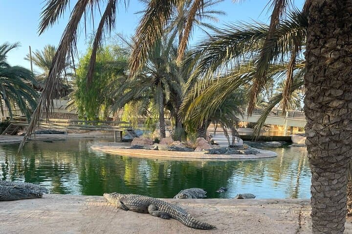 Guided Djerba Island Tour: Houmt Souk, Djerbahood Street Art & Crocodile Park photo 2