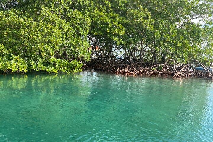 Roatan Eastern Odyssey: ATV, Mangrove Tunnel Cayuco Tour & Beach Escape photo 2