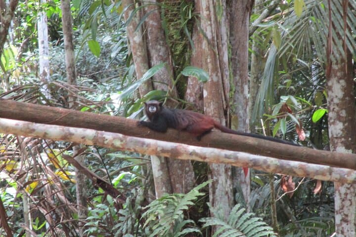 Private Amazonas Tour from Leticia — Ticuna Villages, Pink Dolphins & Monkey Rescue photo 6