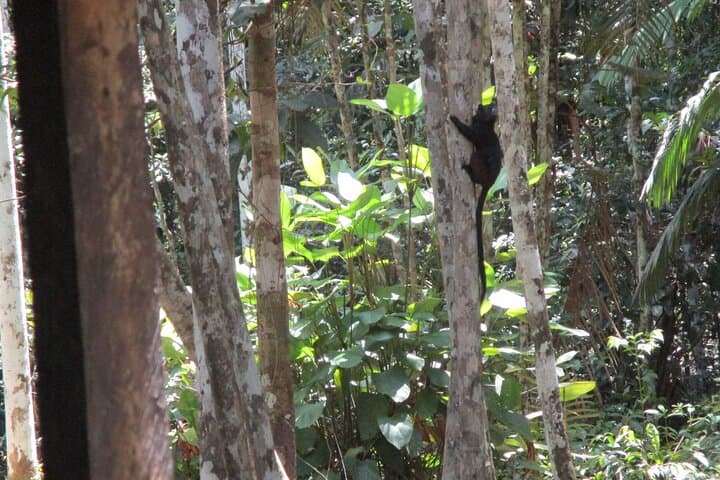Private Amazonas Tour from Leticia — Ticuna Villages, Pink Dolphins & Monkey Rescue photo 2