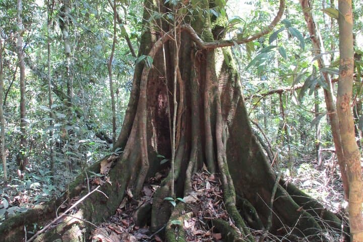 Private Amazonas Tour from Leticia — Ticuna Villages, Pink Dolphins & Monkey Rescue photo 3